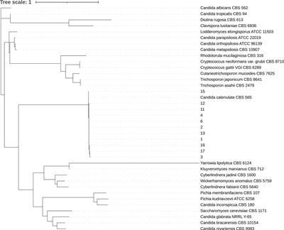 Antifungal Susceptibility Profiles and Resistance Mechanisms of Clinical Diutina catenulata Isolates With High MIC Values